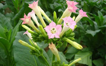 煙草一物一碼91免费在线视频溯源的開發與假冒危害