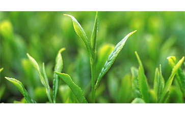 茶葉質量追溯管理係統可以實現哪些功能？具有哪些優點？