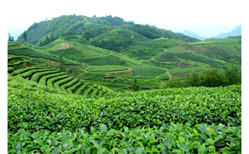 茶葉質量追溯管理係統可以實現哪些功能？具有哪些優點？