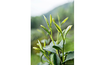 茶葉二維碼91免费在线视频標簽可以帶來哪些優勢價值已經特點？